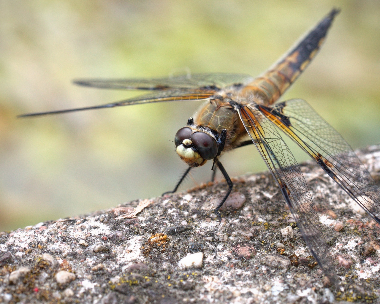 Большая стрекоза сидит на бетонной плите 