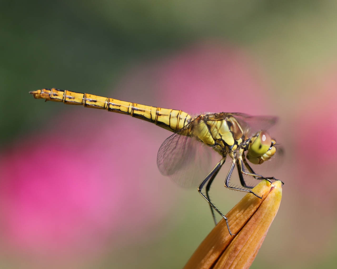 Большая стрекоза сидит на цветке лилии