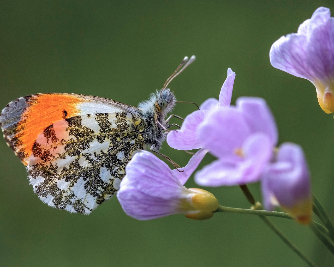 Красивая голубая бабочка сидит на сиреневом цветке 