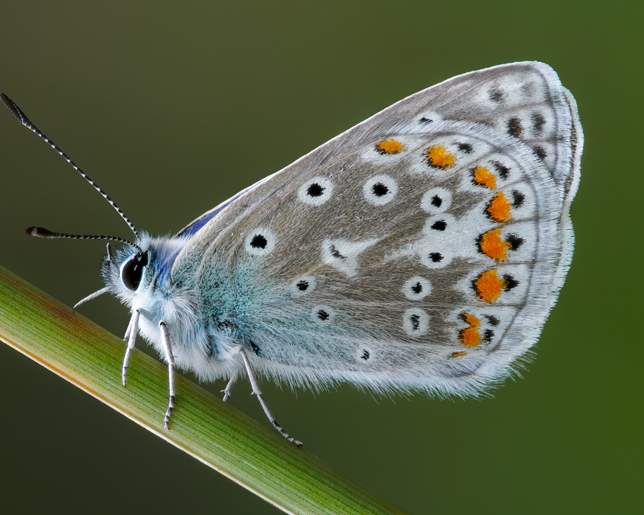 Красивая голубая бабочка сидит на зеленой траве