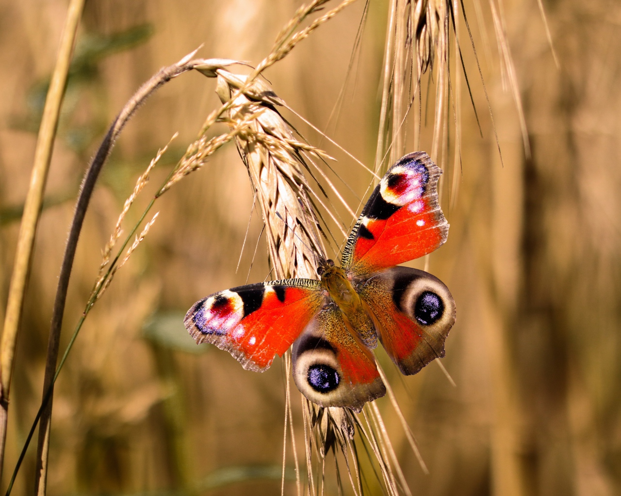 Красивая бабочка сидит на колоске пшеницы