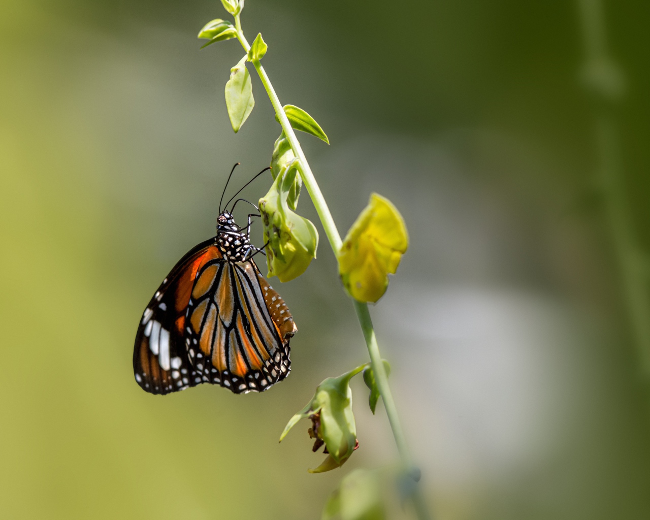 Красивая бабочка сидит на зеленой траве 