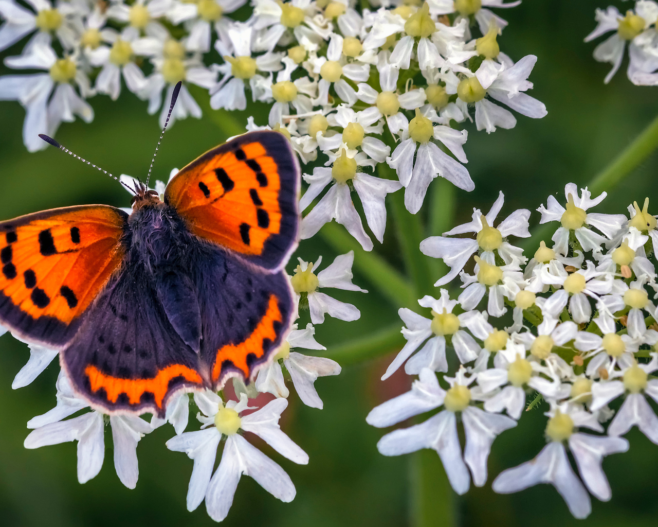 Красивая бабочка с коричневыми крыльями на белом цветке