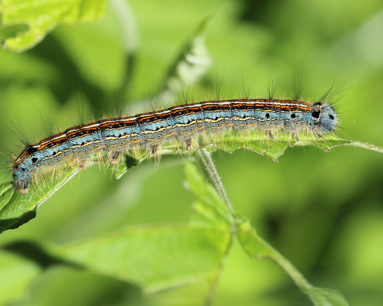 Красивая гусеница на зеленой ветке