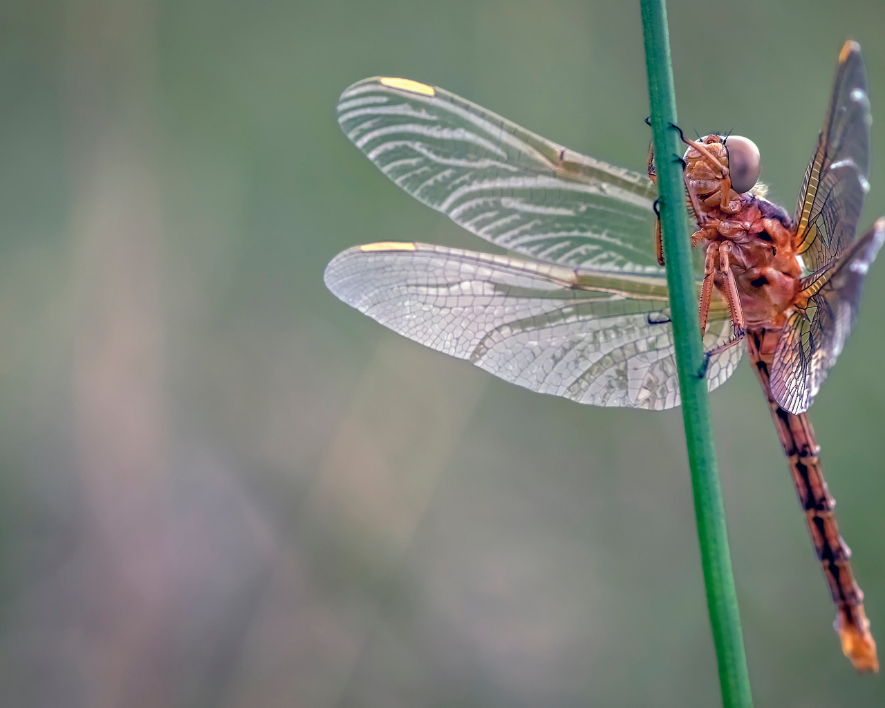 Красивая стрекоза сидит на зеленой траве 