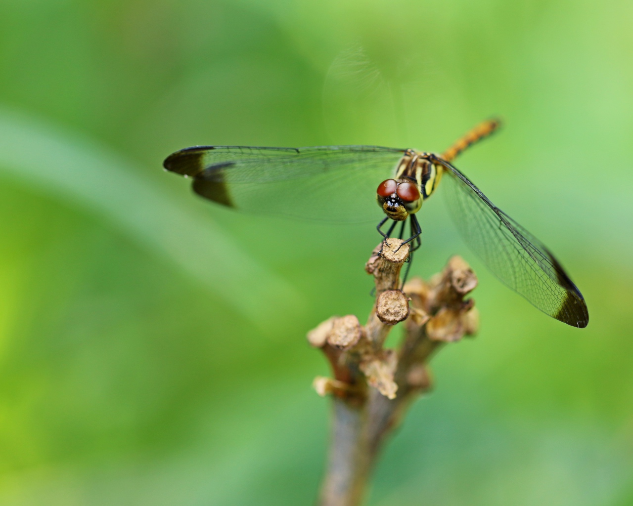 Красивая стрекоза с черными прозрачными крыльями 