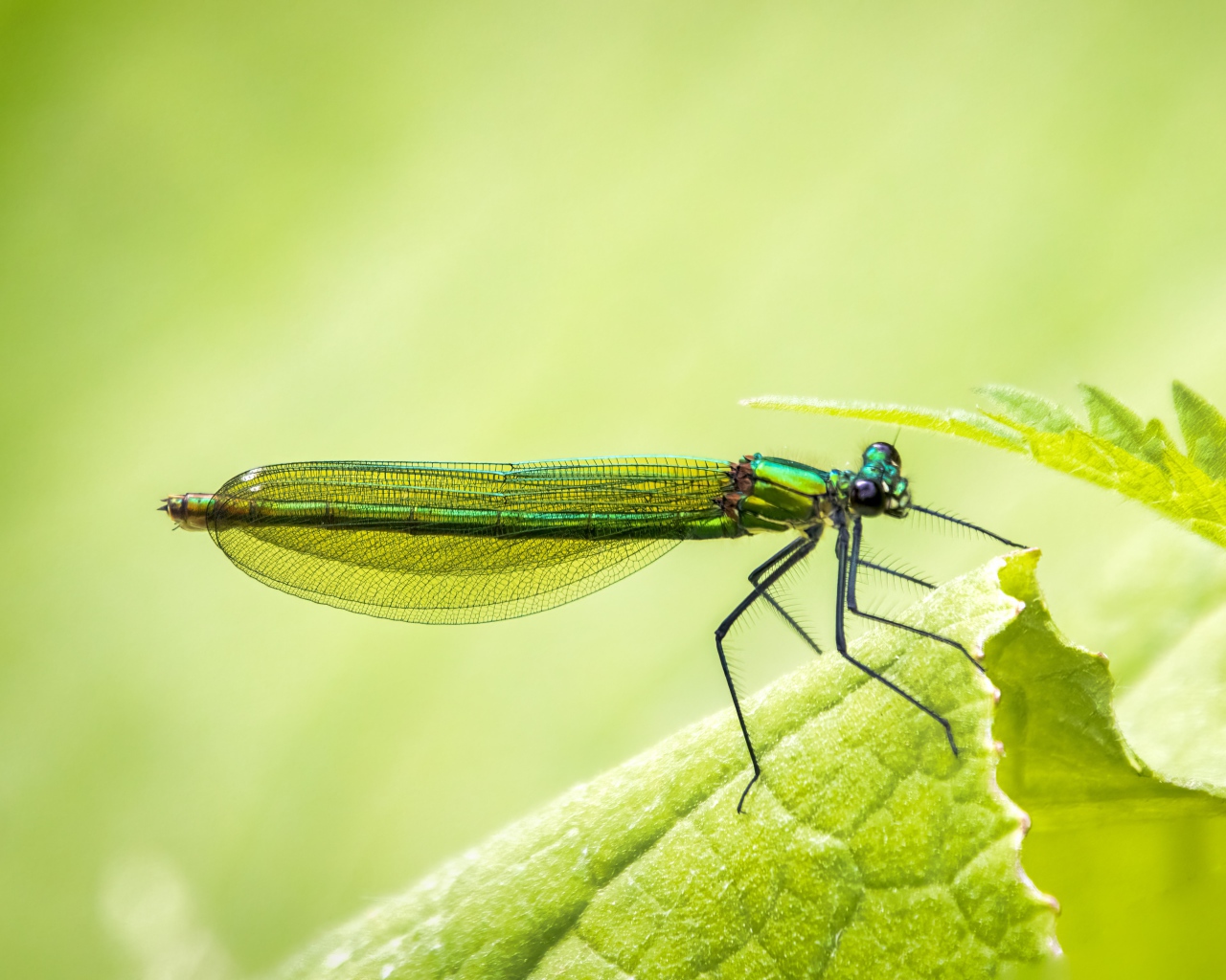 Красивая зеленая стрекоза на зеленом листе 