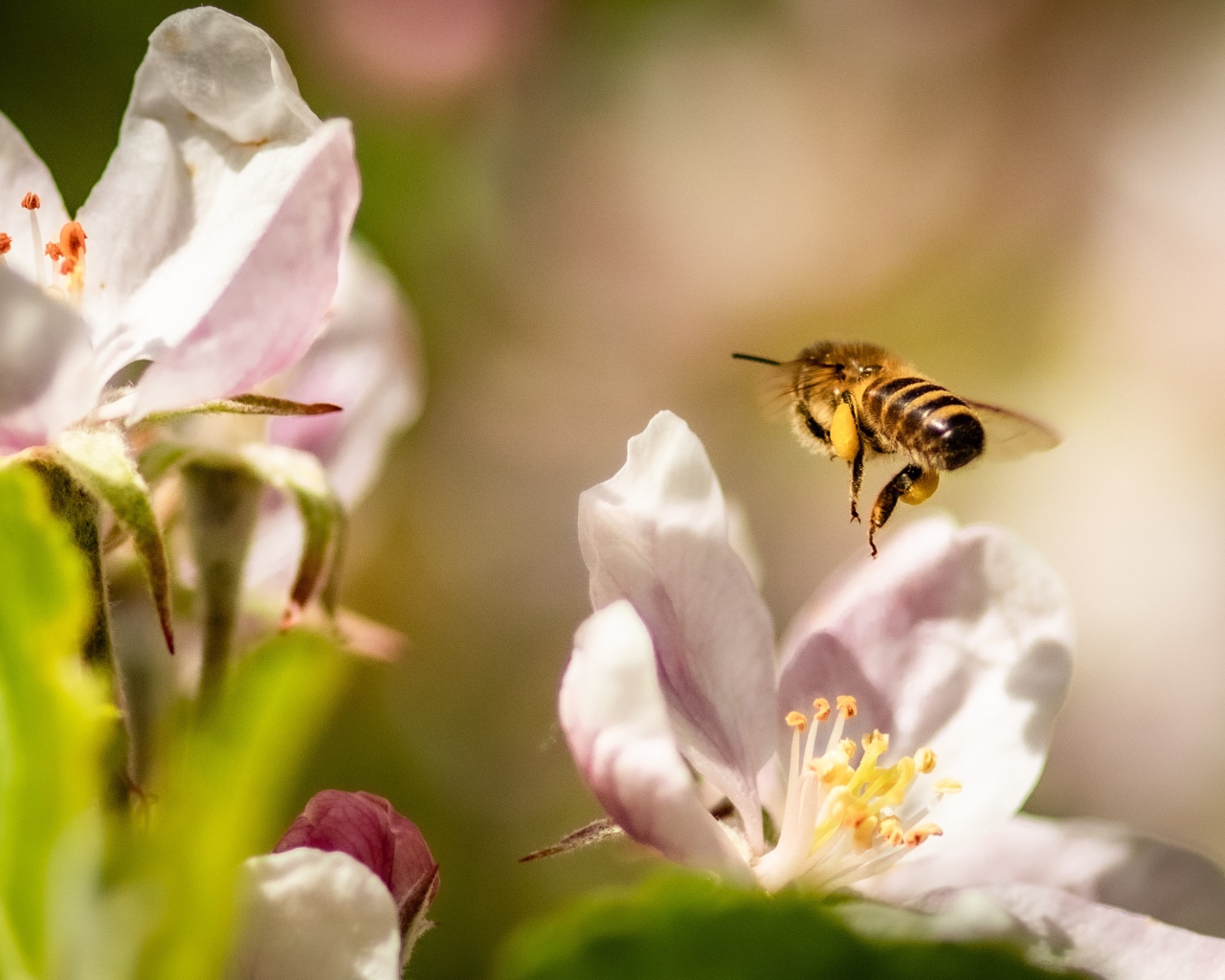 Пчела летает над розовыми цветами яблони 
