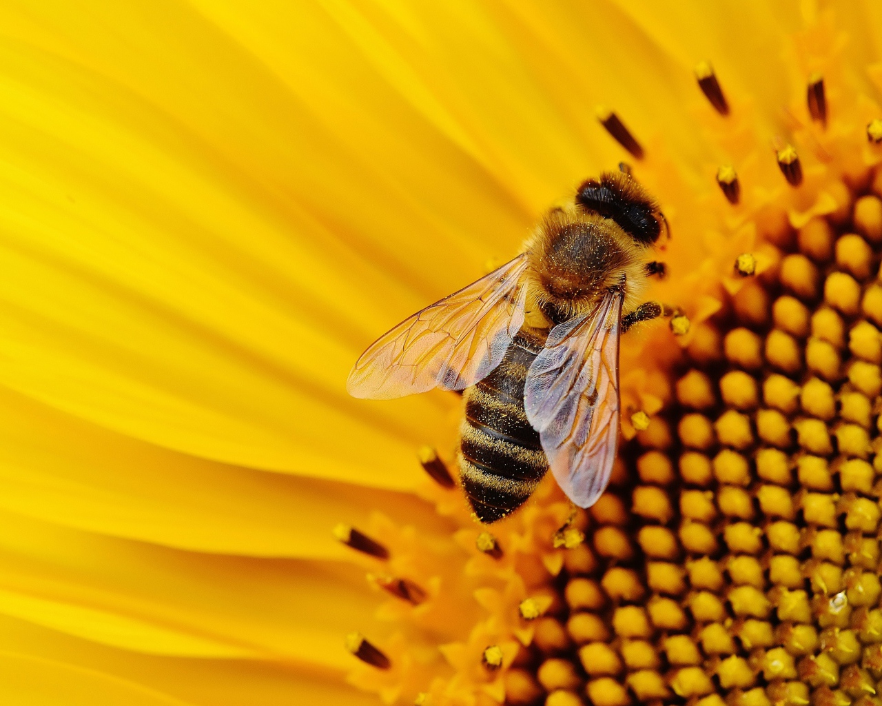 Пчела медонос сидит на цветке подсолнуха 