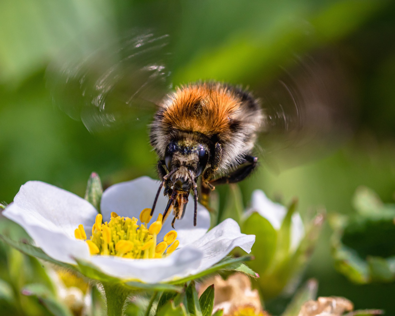 Пчела опыляет цветок клубники весной
