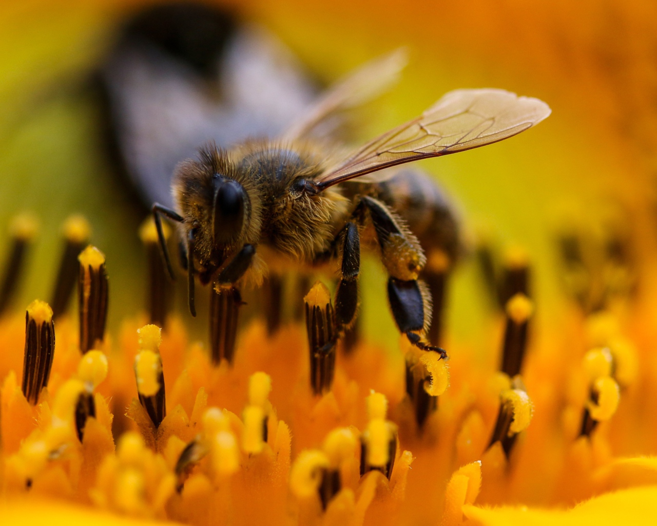 Большая пчела на цветке подсолнуха крупным планом 