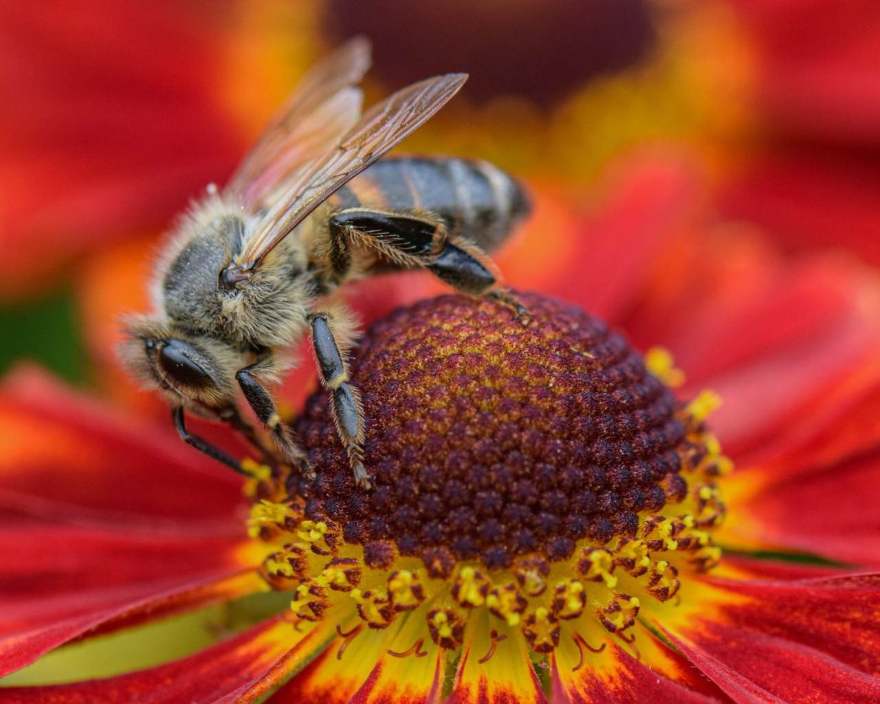 Большая пчела сидит на цветке эхинацеи 