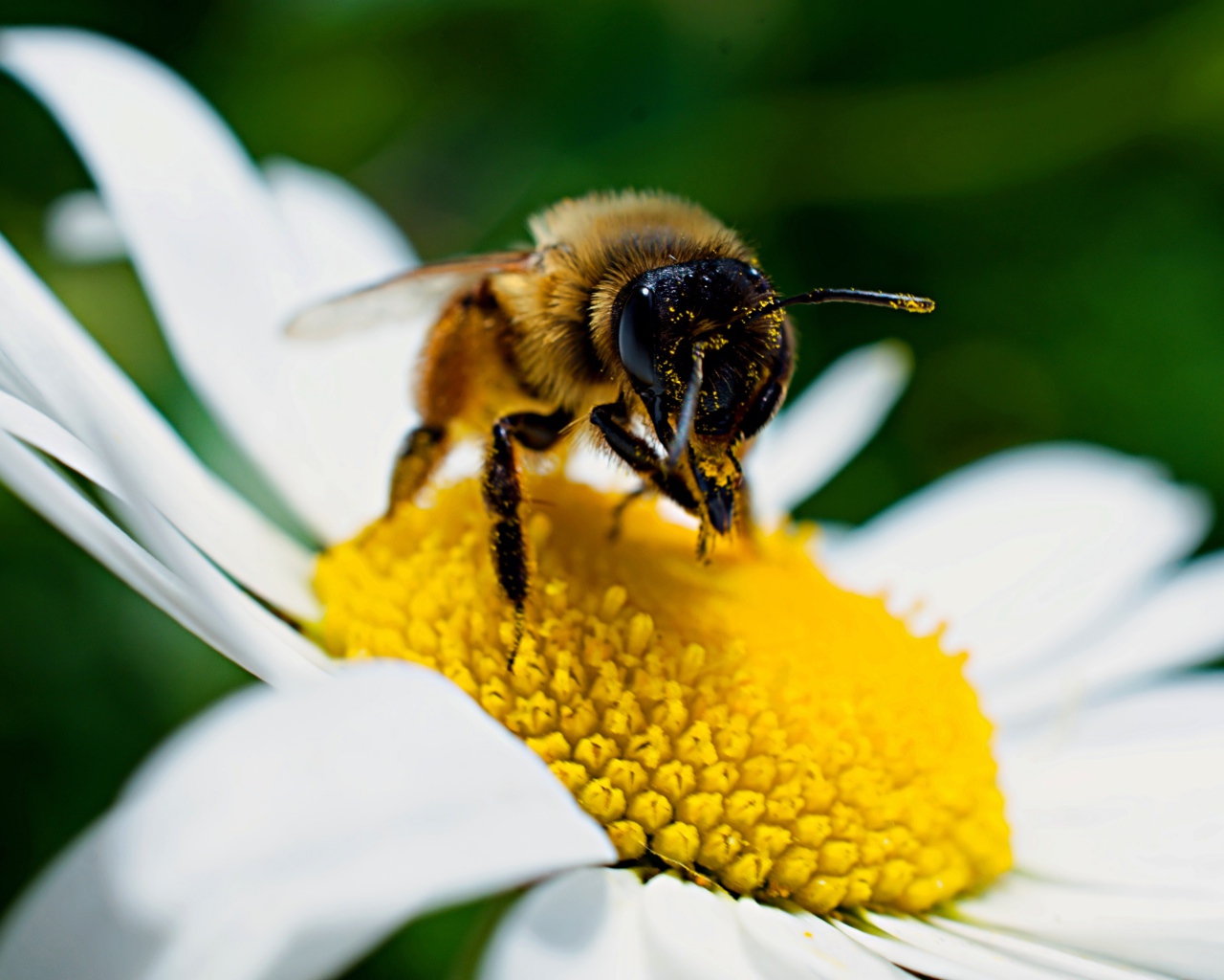 Большая пчела сидит на белом цветке ромашки
