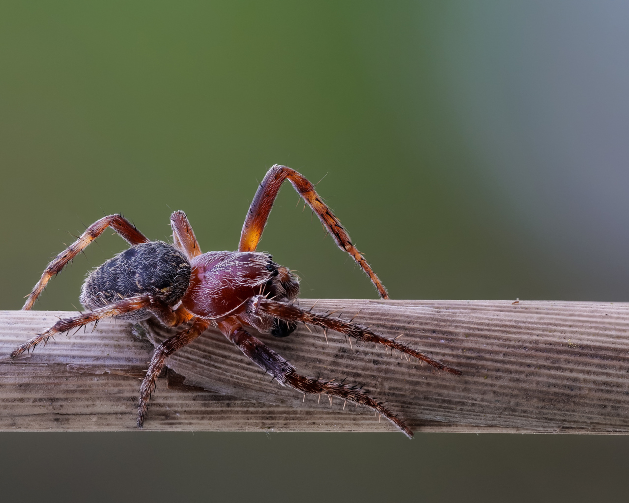 Большой жук на деревянной палке 