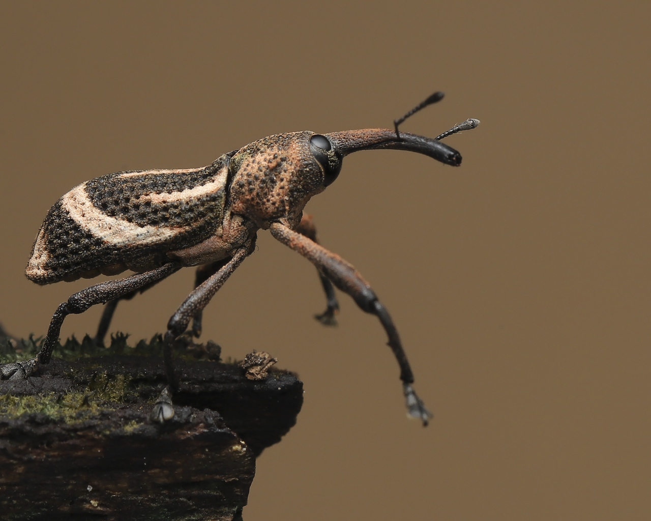 Большой жук долгоносик крупным планом