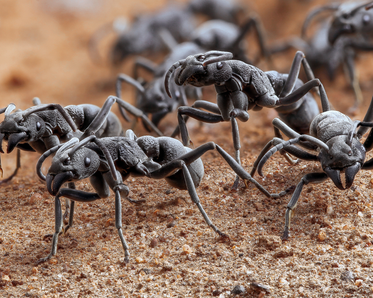 Большие черные муравьи крупным планом