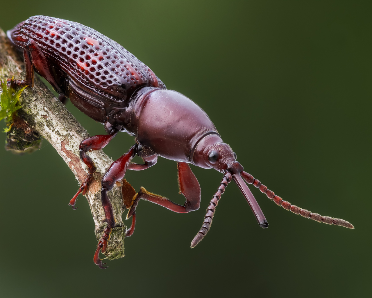 Большой коричневый жук сидит на ветке 