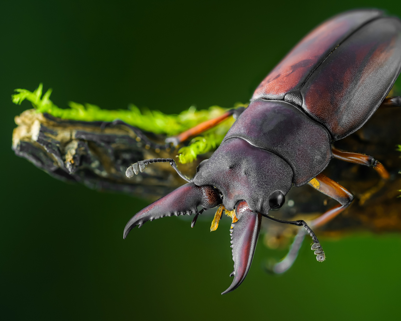 Большой коричневый жук олень сидит на ветке дерева