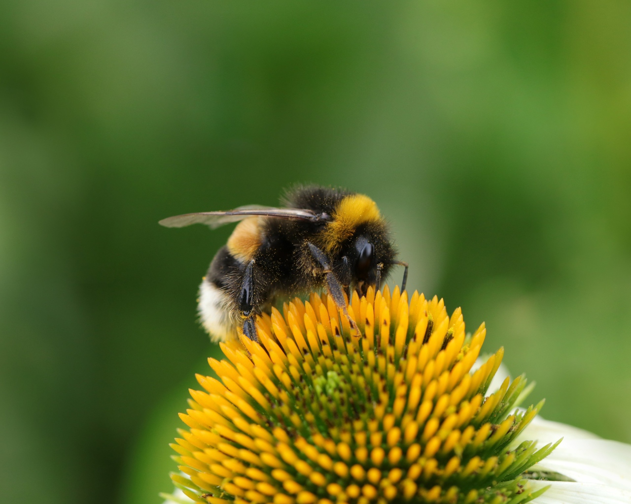Большой шмель сидит на цветке ромашки 