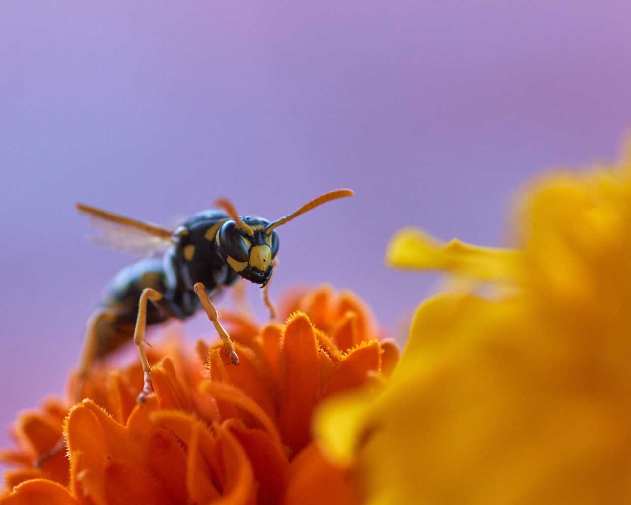 Большая желтая оса сидит на цветке