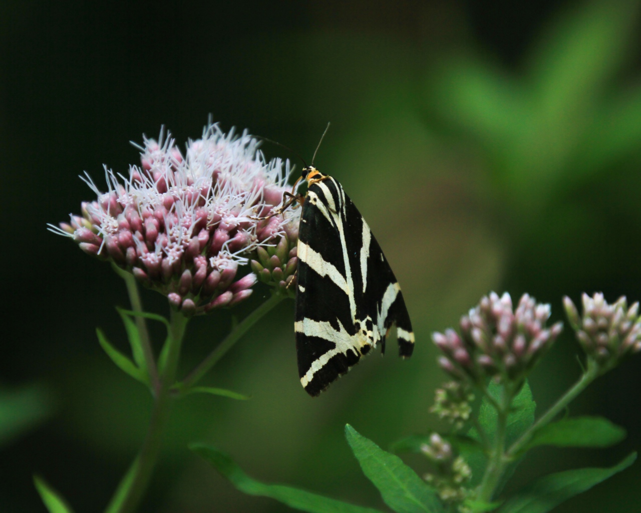 Черно-белая бабочка сидит на розовом цветке 