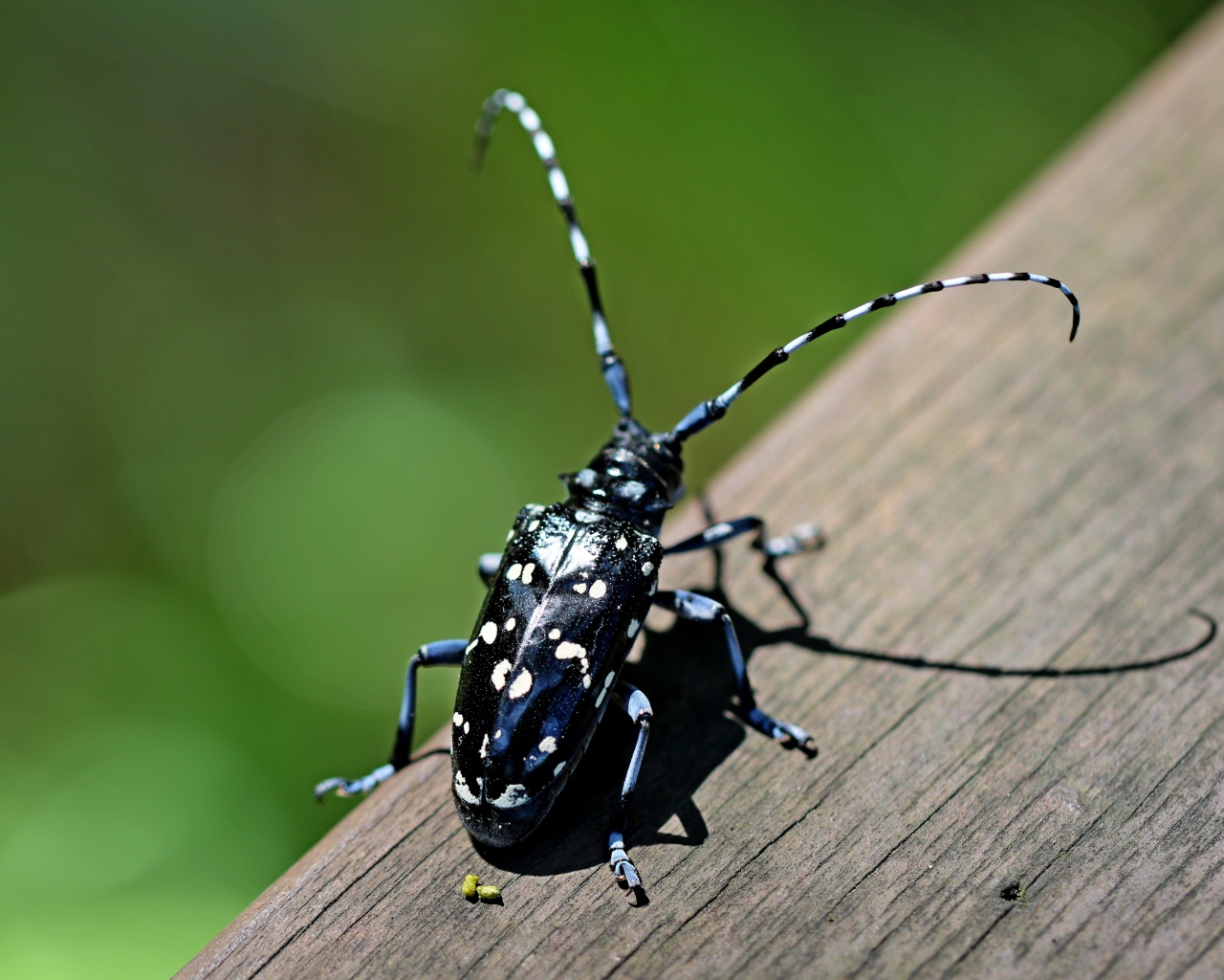 Черный жук Anoplophora chinensis на дереве 