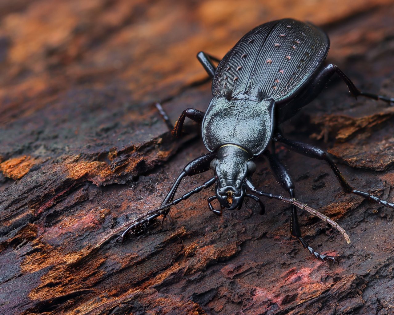 Черный жук жужелица сидит на трухлявом дереве