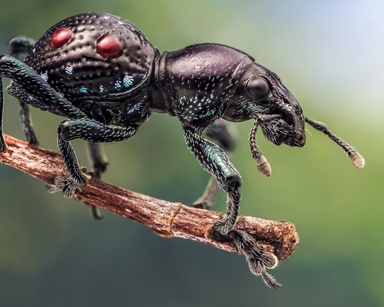 Черный жук долгоносик сидит на ветке дерева