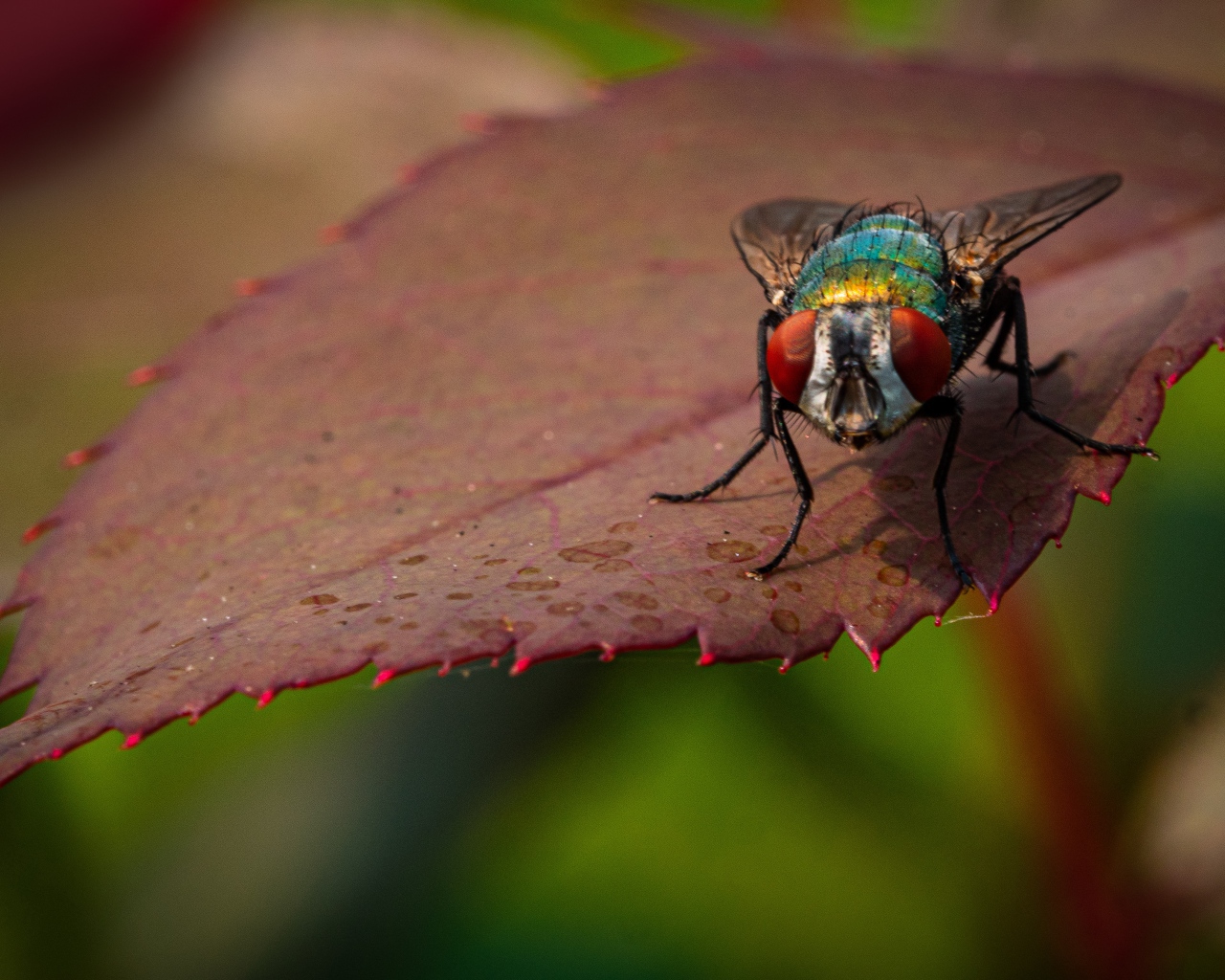 Голубая муха сидит на красном листе 