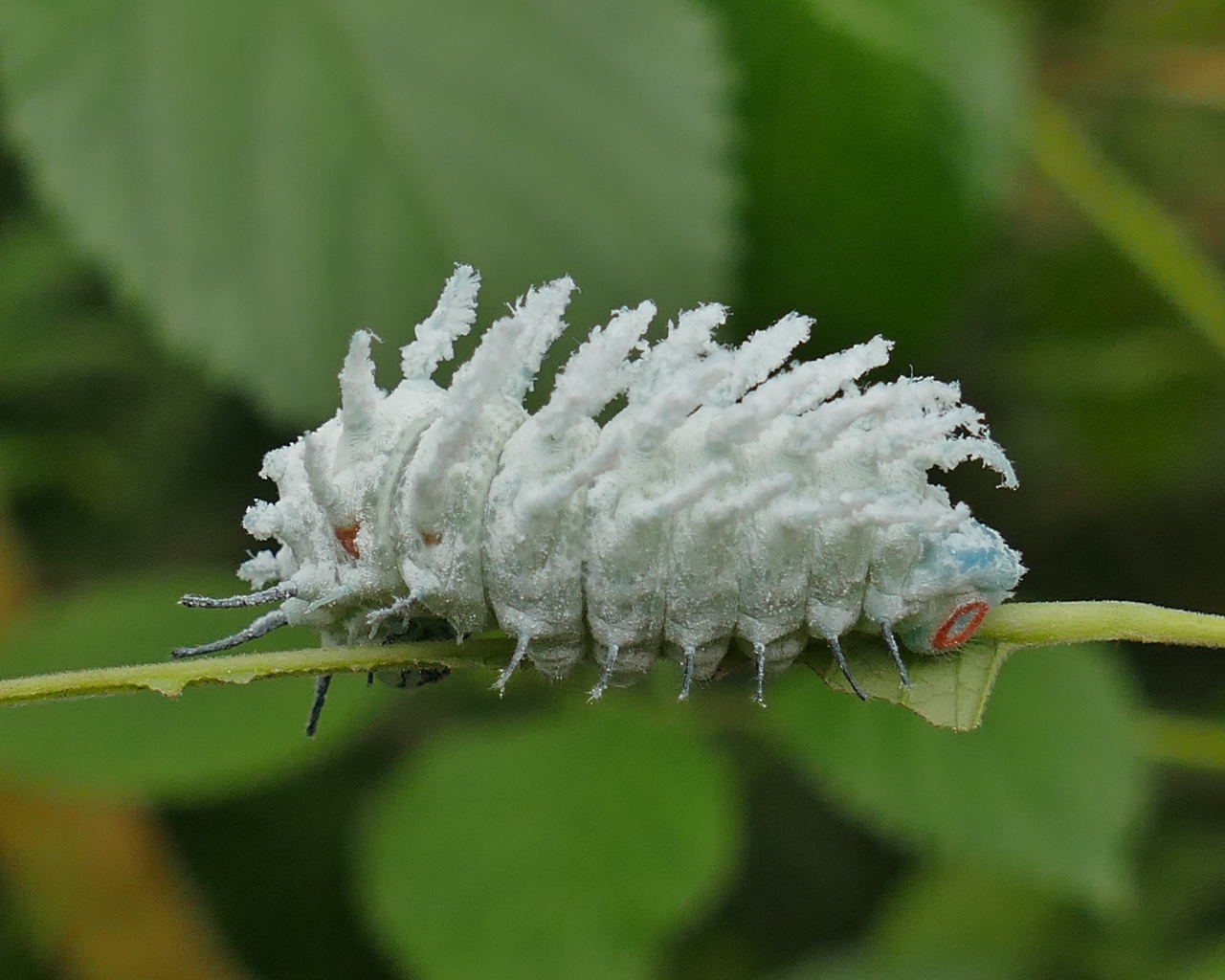 Голубая необычная гусеница