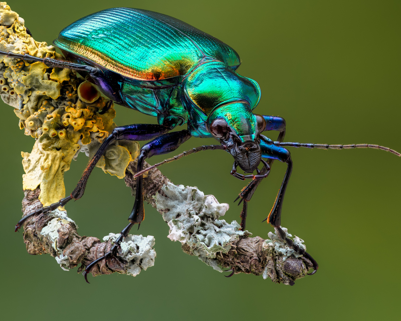 Яркий жук Красотел на ветке крупным планом