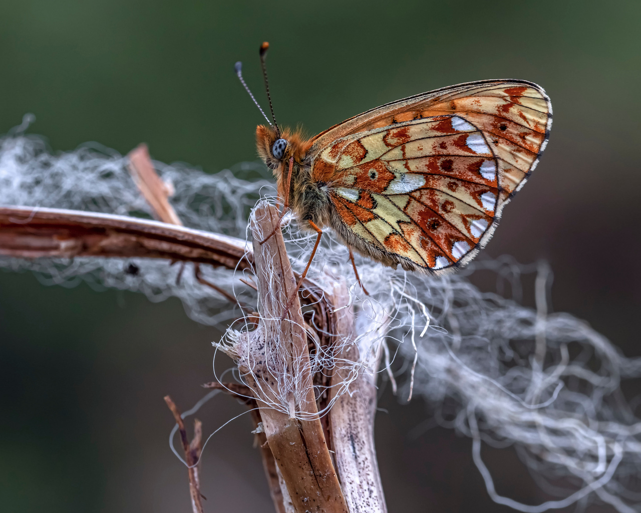 Коричневая бабочка на ветке крупным планом