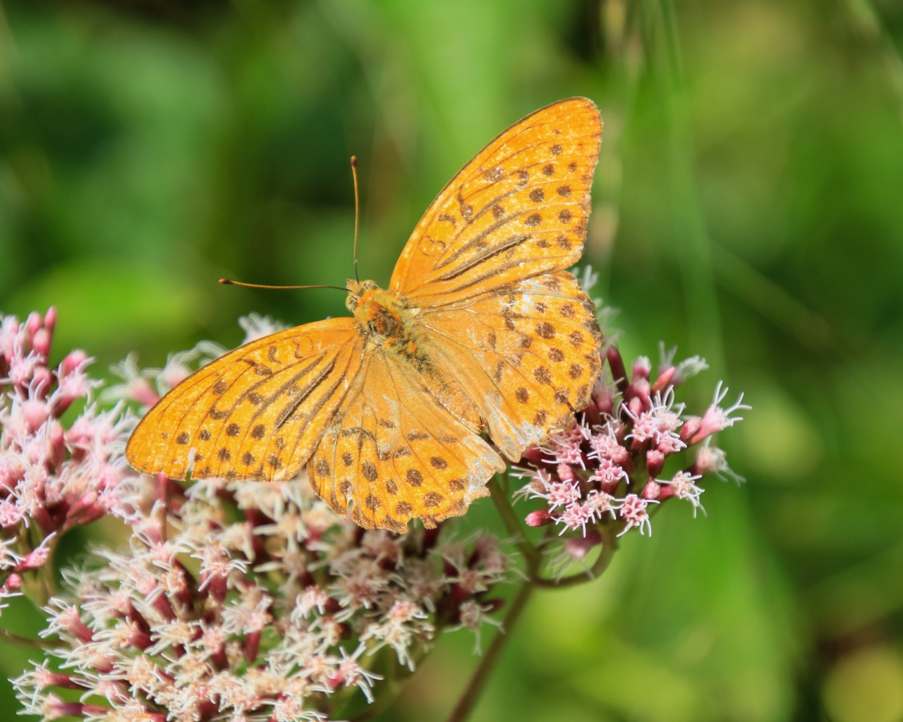 Коричневая бабочка на растении с маленькими розовыми цветами 