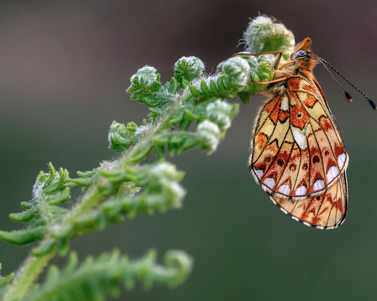 Коричневая бабочка на зеленом цветке папоротника 