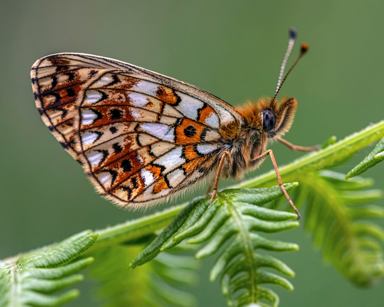 Коричневая бабочка сидит на зеленом листе 
