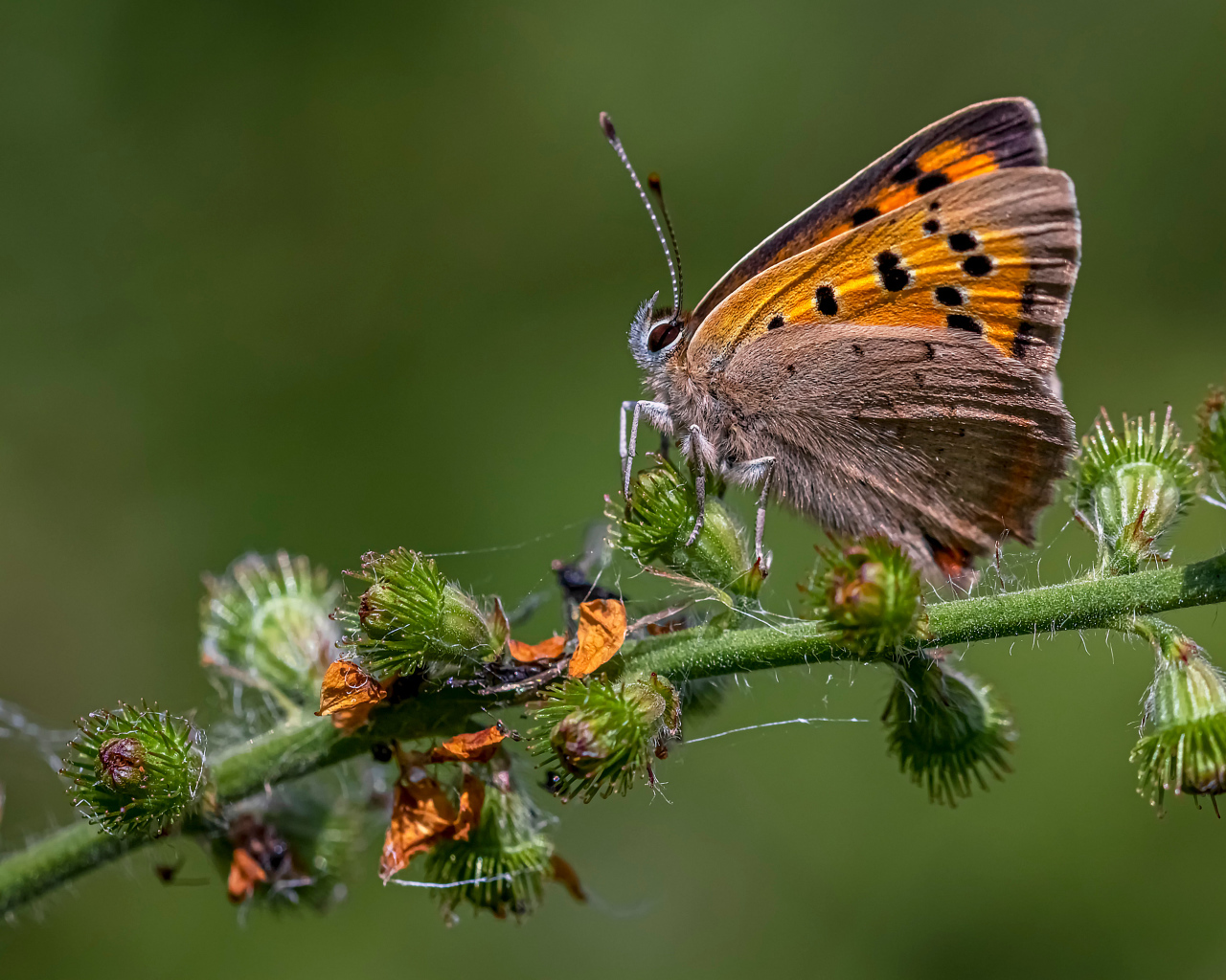 Коричневая бабочка сидит на колючем растении