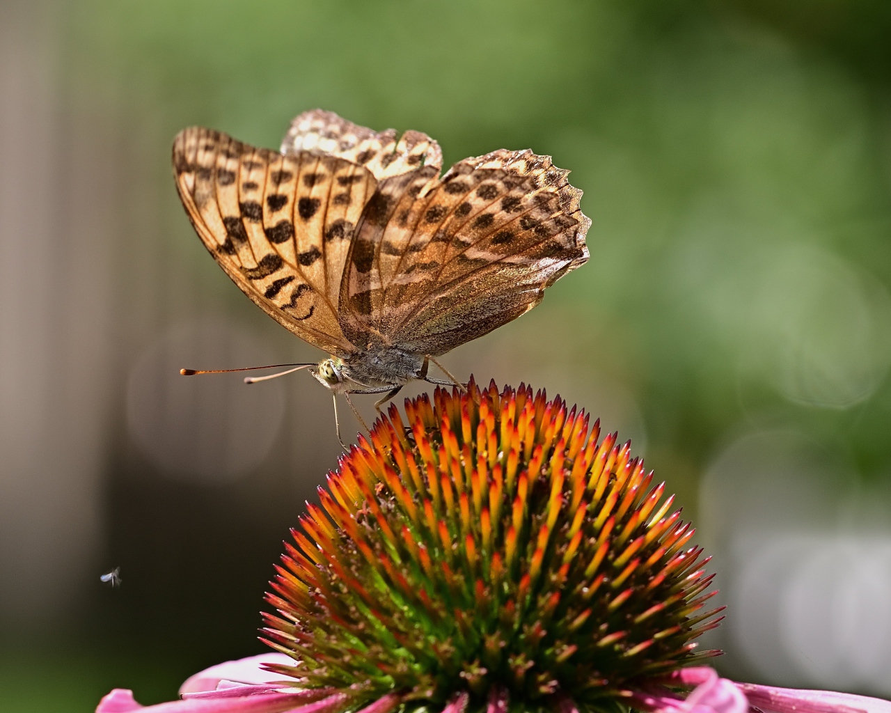 Коричневая бабочка сидит на цветке эхинацеи 