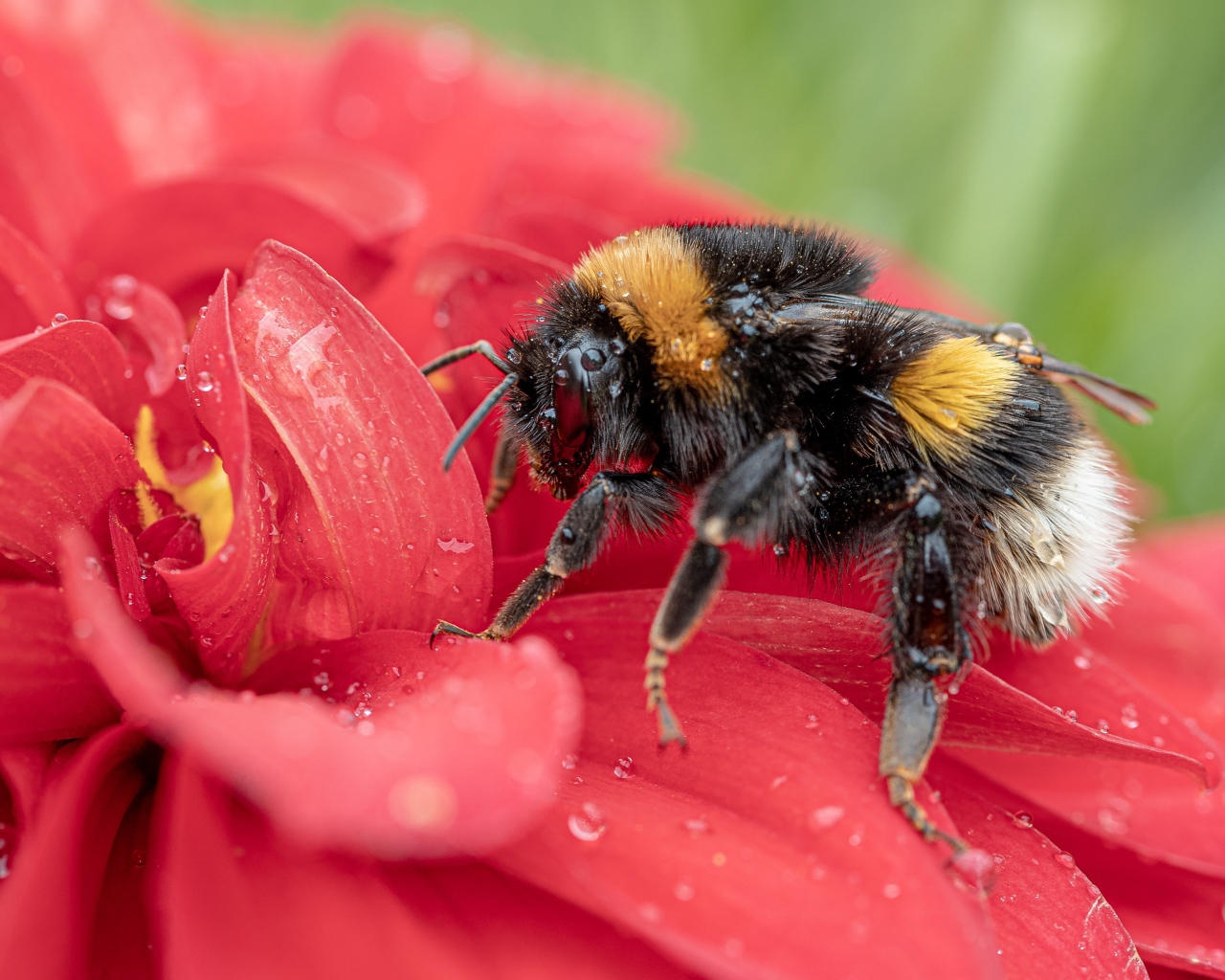 Шмель на красном цветке в каплях воды 