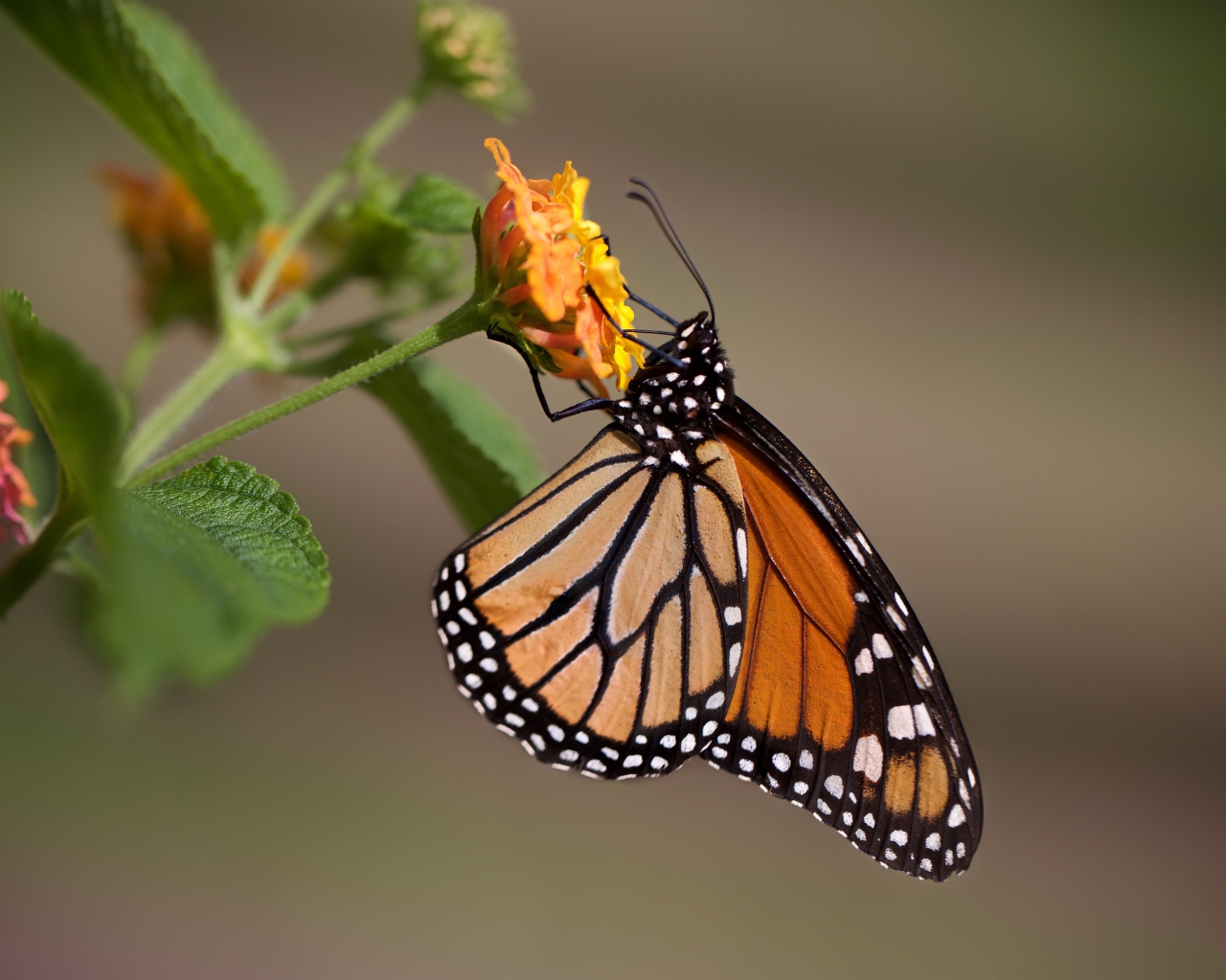 Бабочка сидит на оранжевом цветке крупным планом