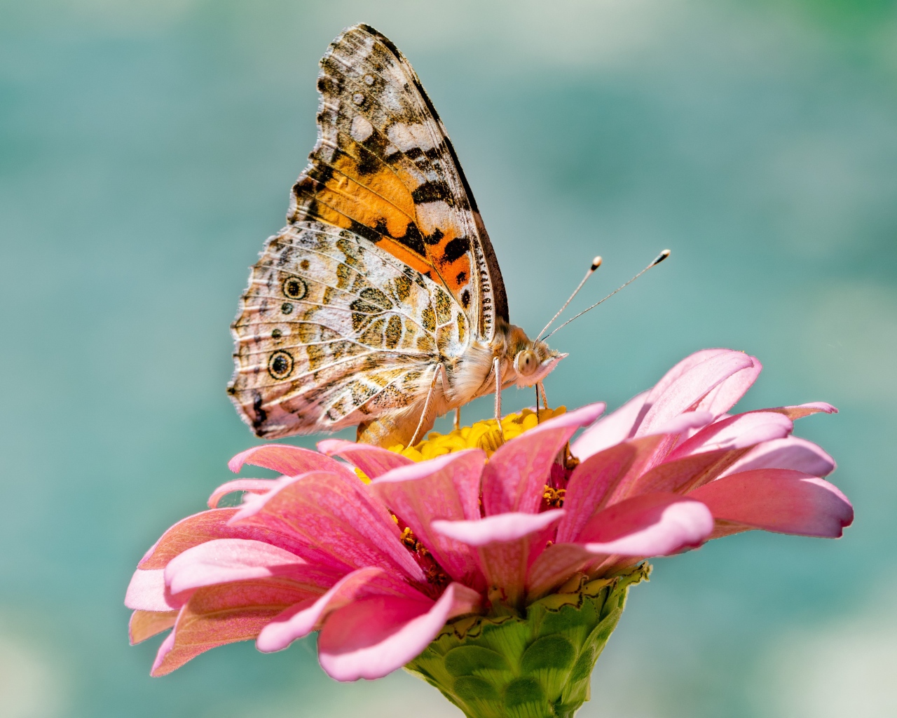 Бабочка сидит на розовом цветке циннии крупным планом