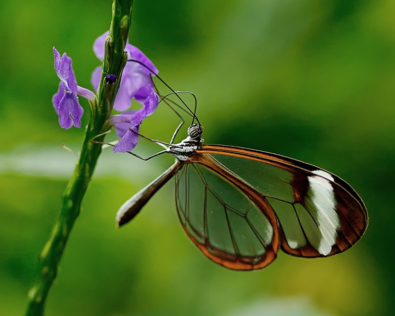 Бабочка с прозрачными крыльями сидит на цветке 