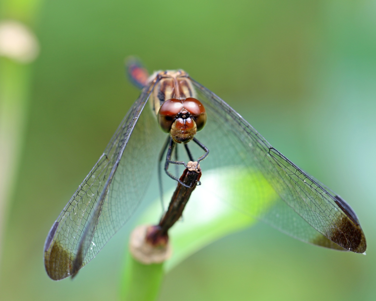 Стрекоза с прозрачными крыльями на ветке