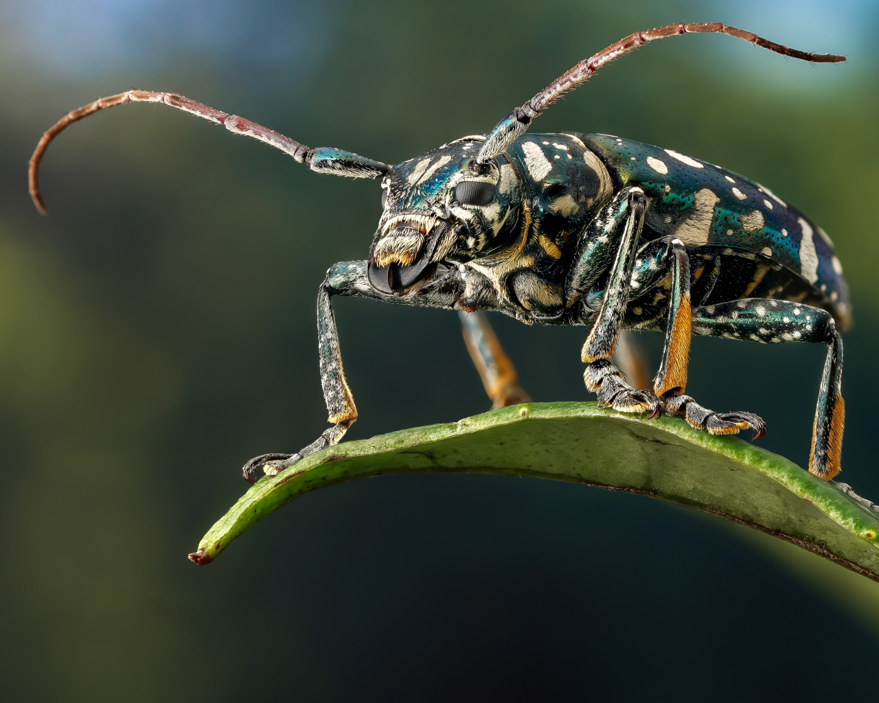 Жук Фаустабрина на зеленом листе крупным планом
