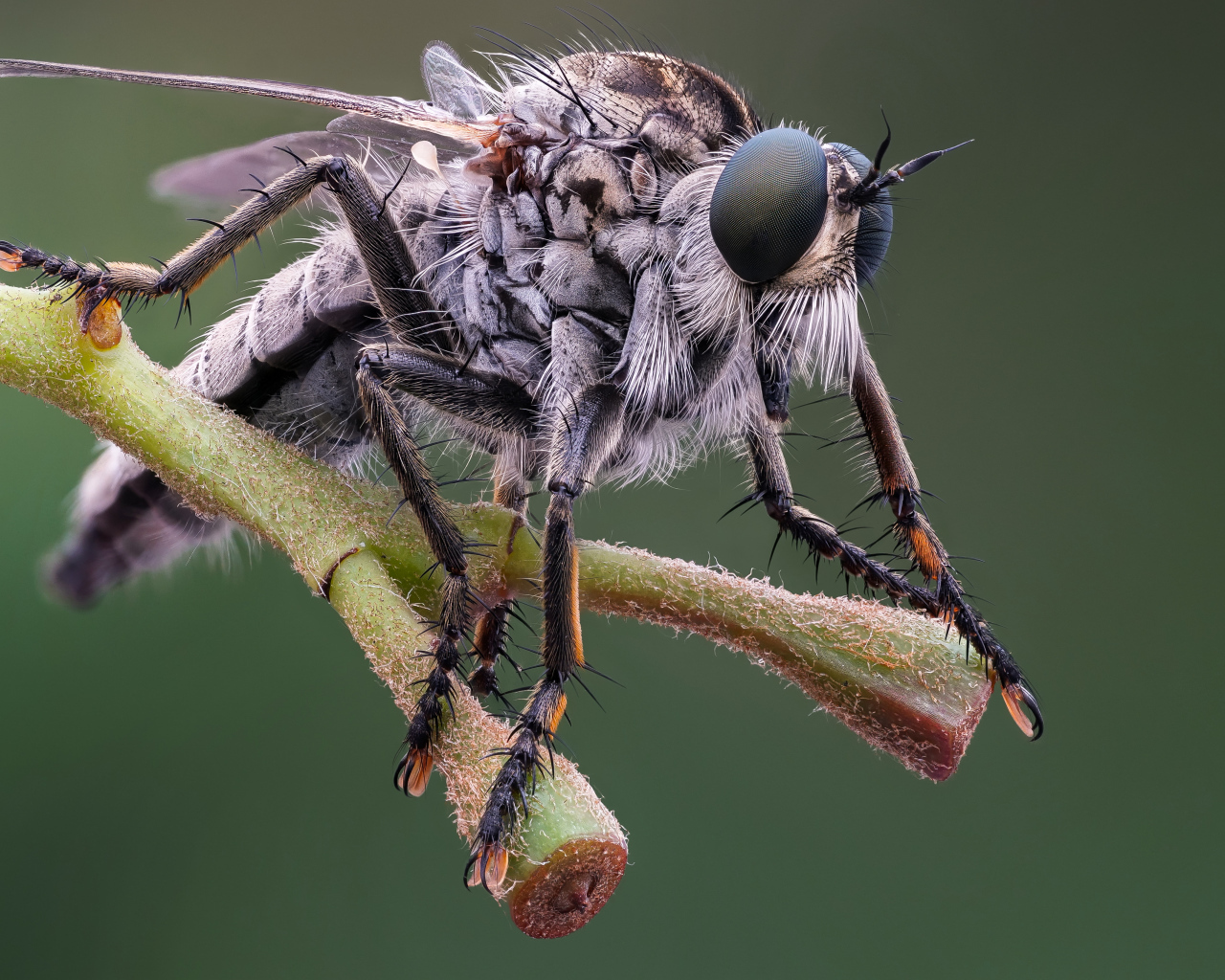 Муха крупным планом на ветке 