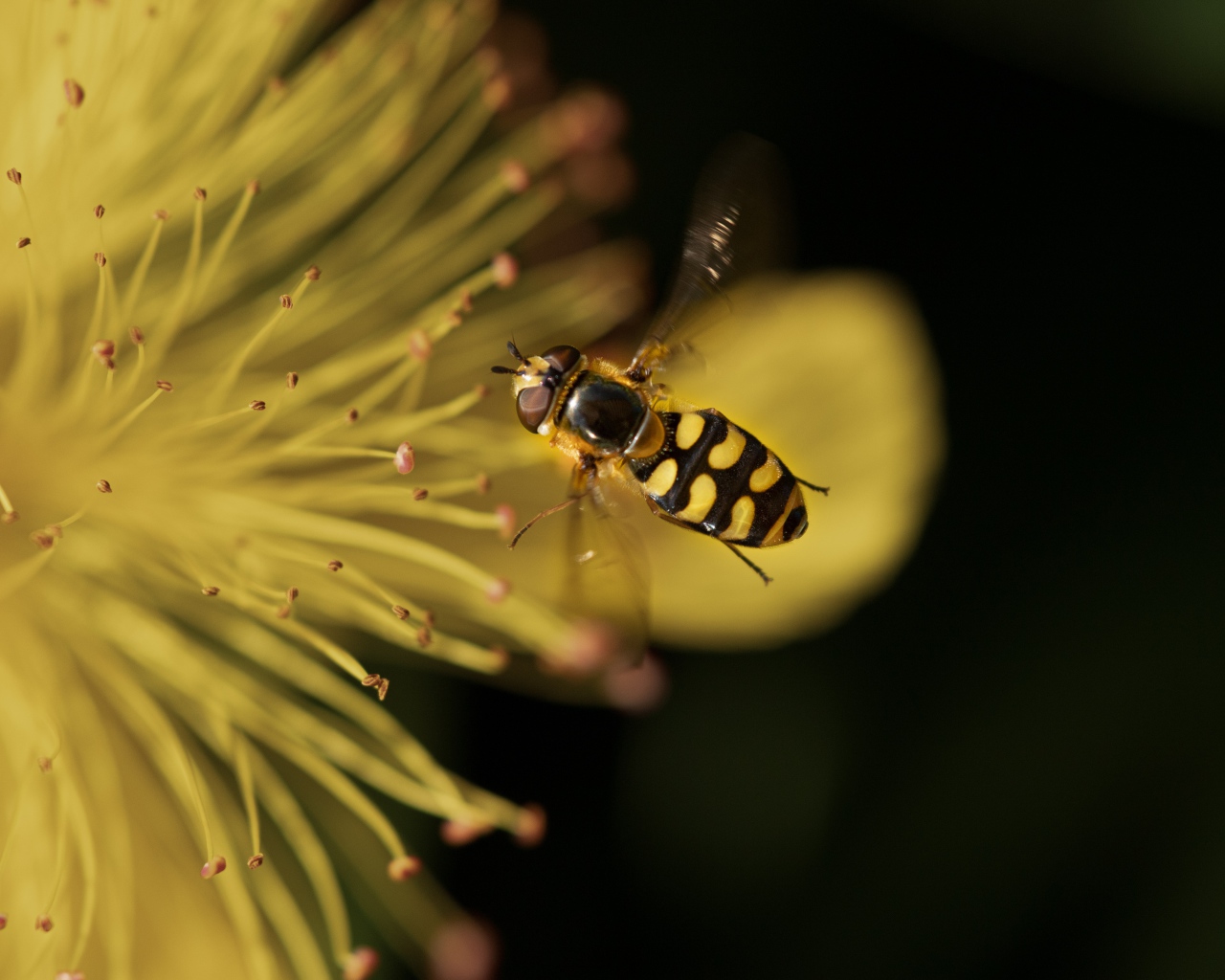 Муха журчалка у желтого цветка 