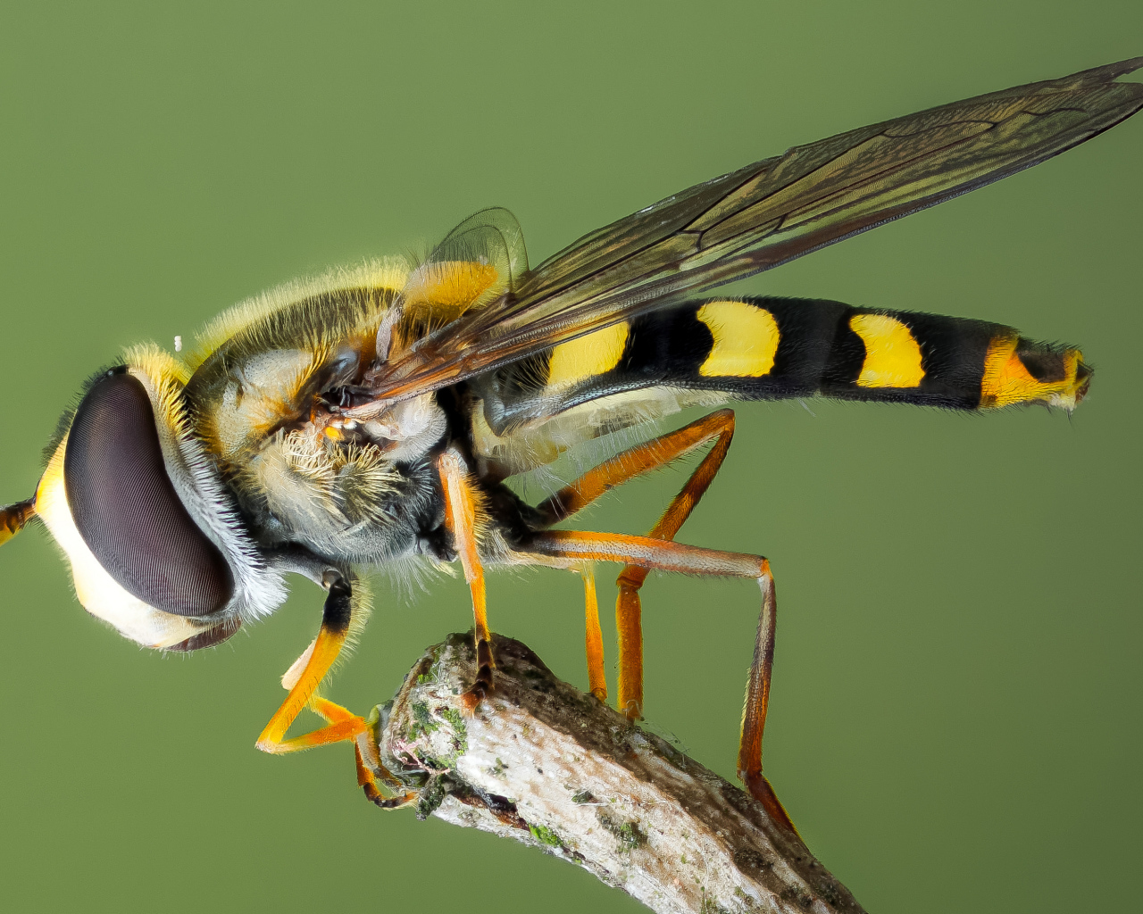 Муха журчалка на ветке крупным планом
