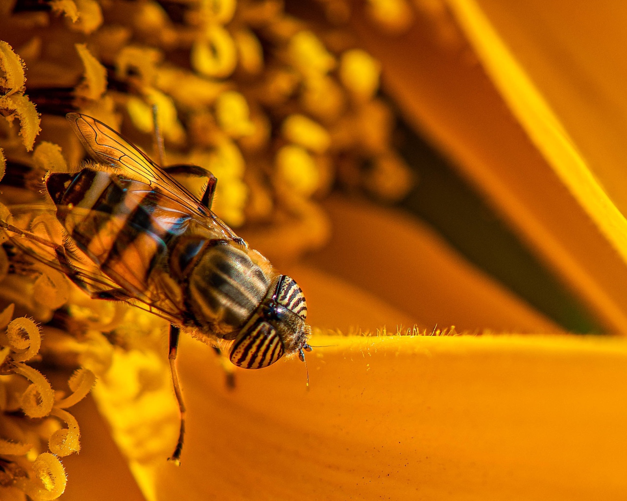 Большая цикада сидит на желтом цветке 