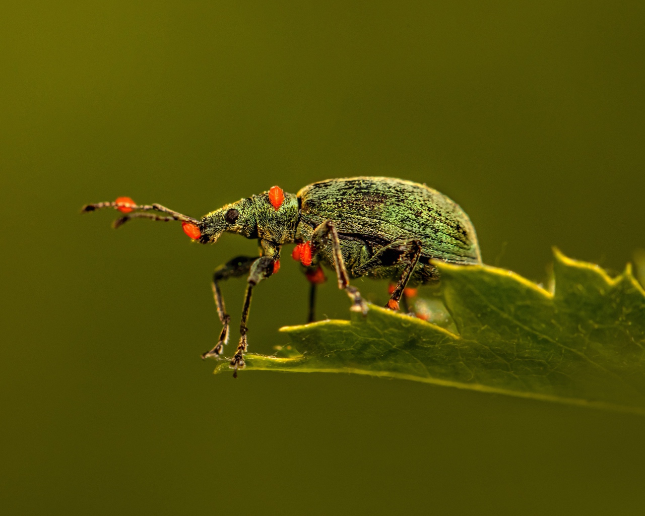 Зеленый жук сидит на листе