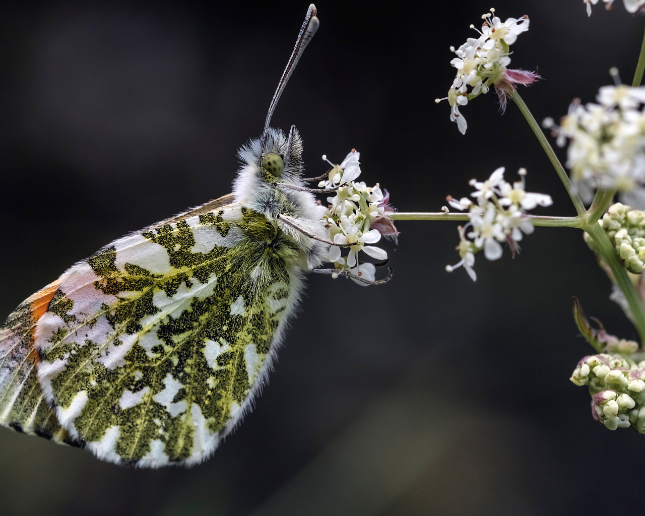 Зеленая бабочка сидит на  белом цветке 