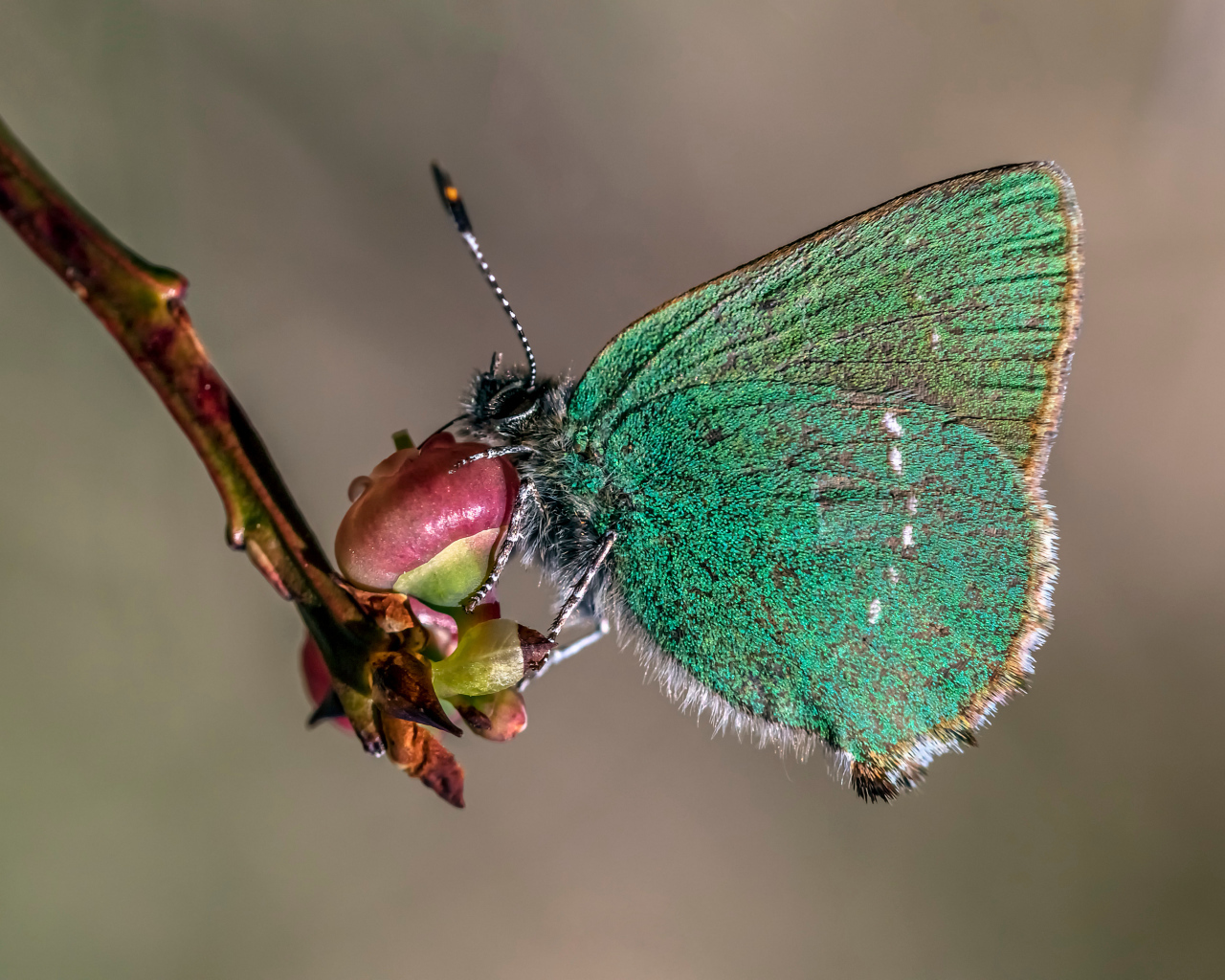 Зеленая бабочка сидит на ветке 